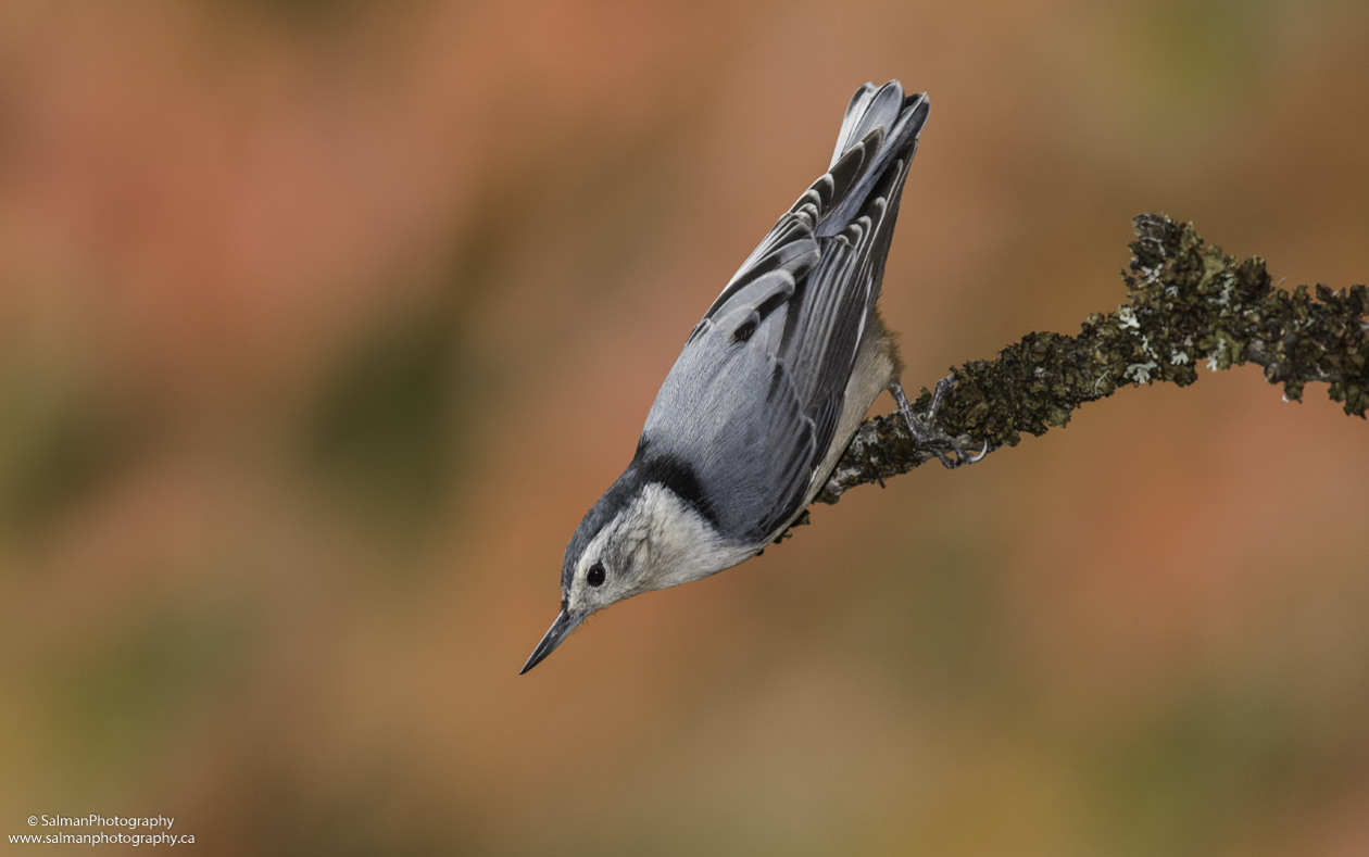White-breasted-Nuthatch (11)
