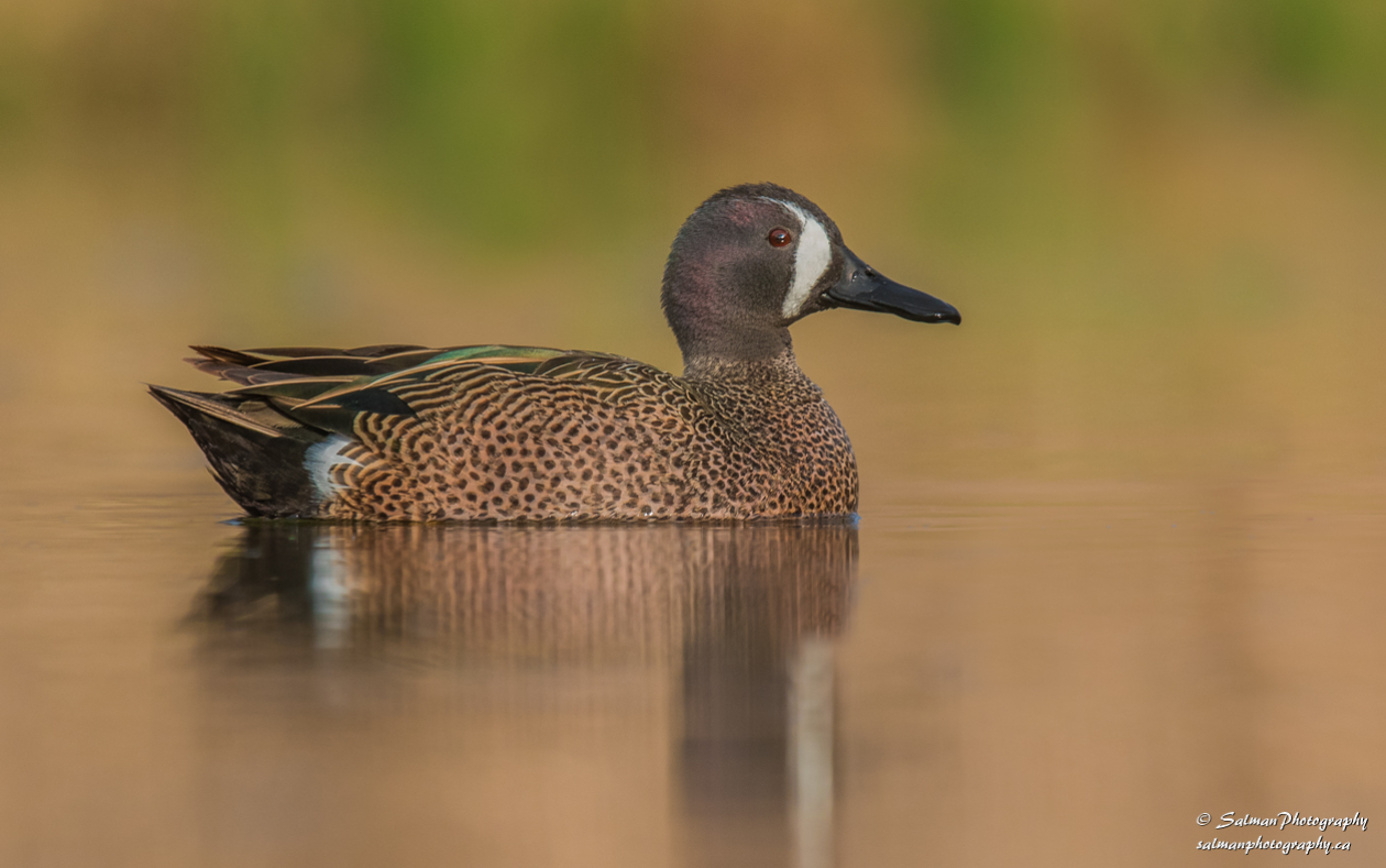 Blue winged Teal (6)