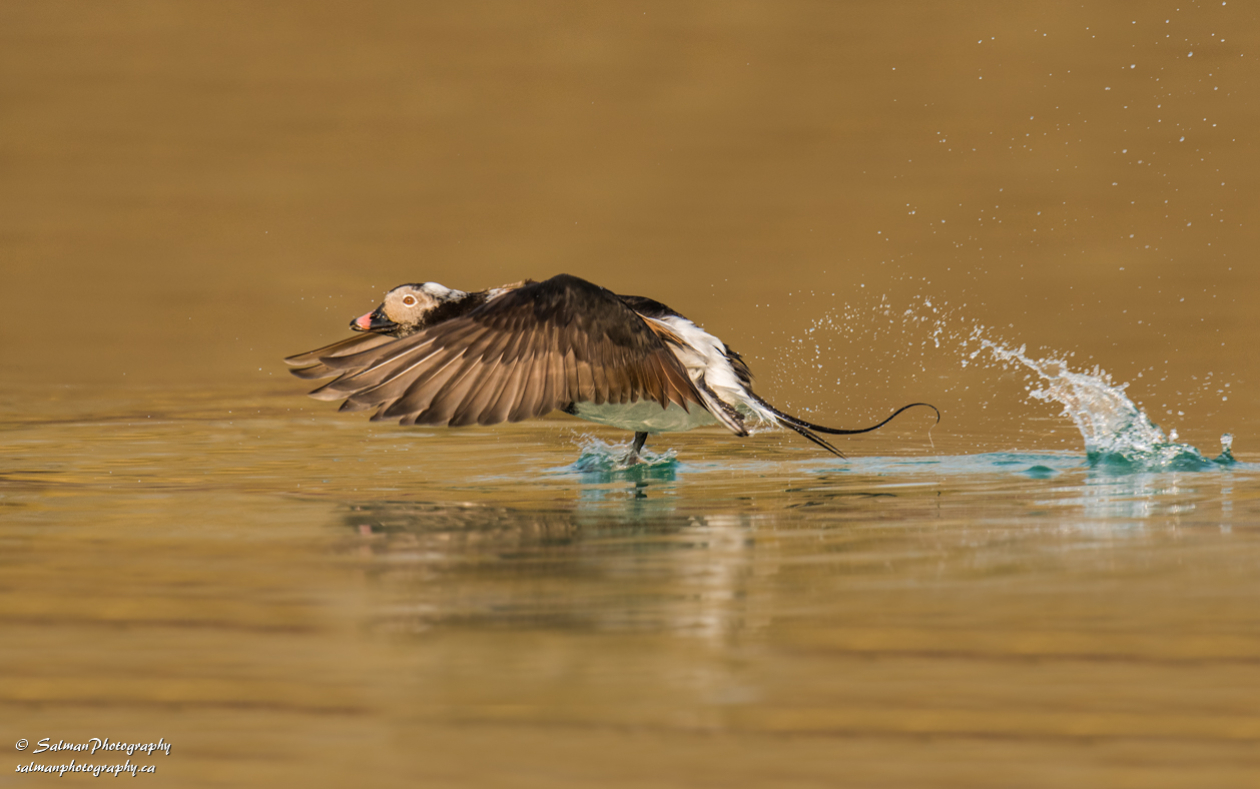 Long-tailed Duck (1)