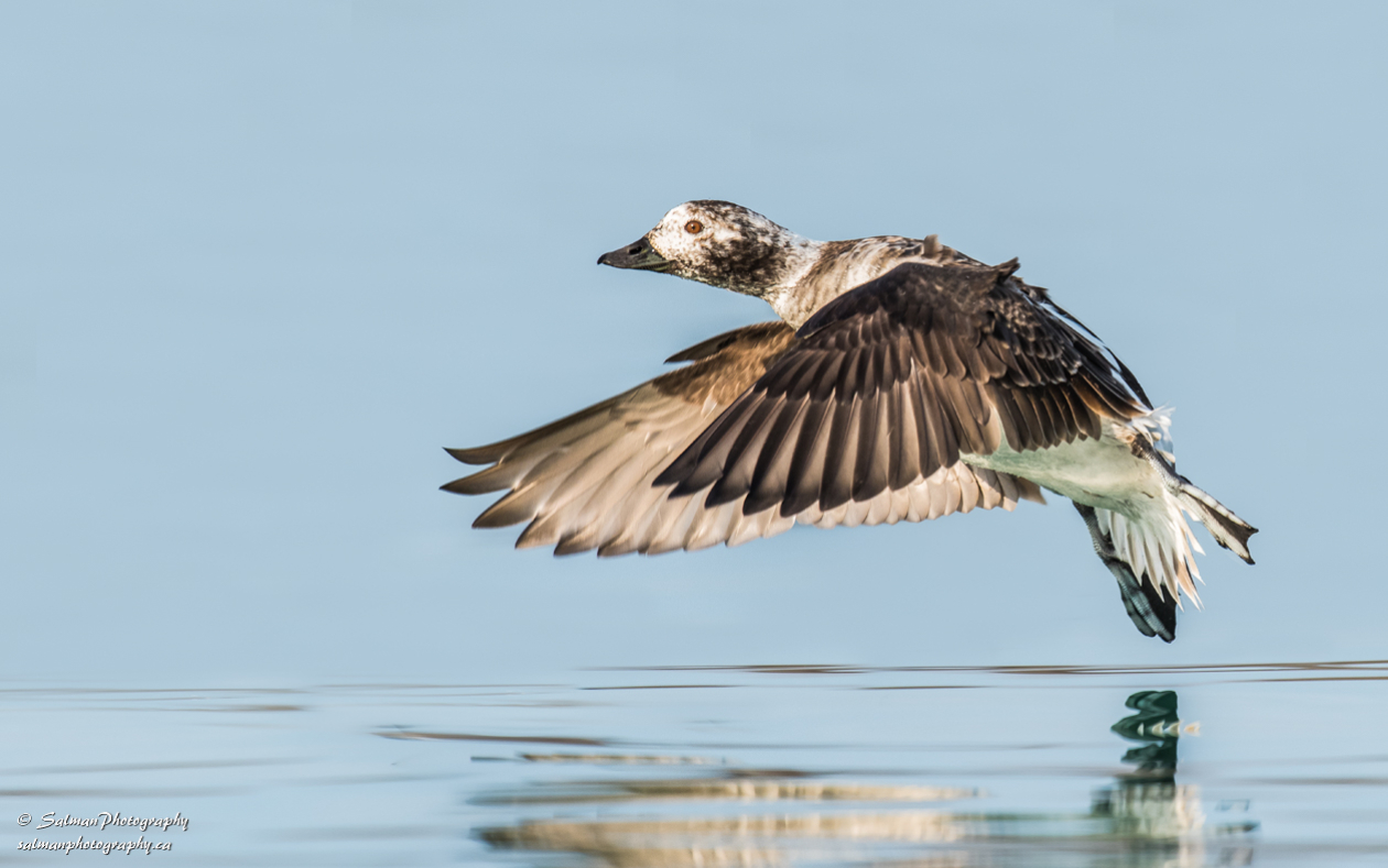 Long-tailed Duck (4)