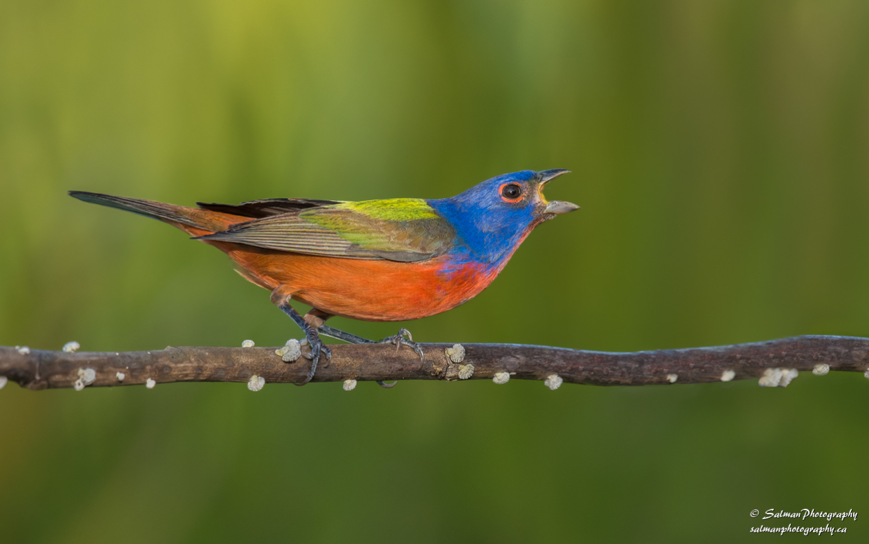 Painted Bunting (1)