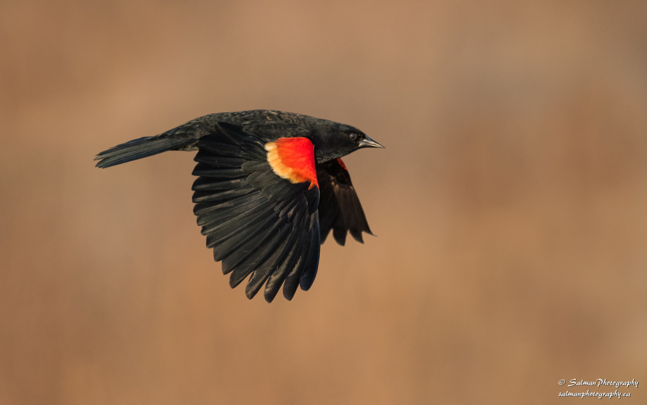 Red-winged Blackbird (1)