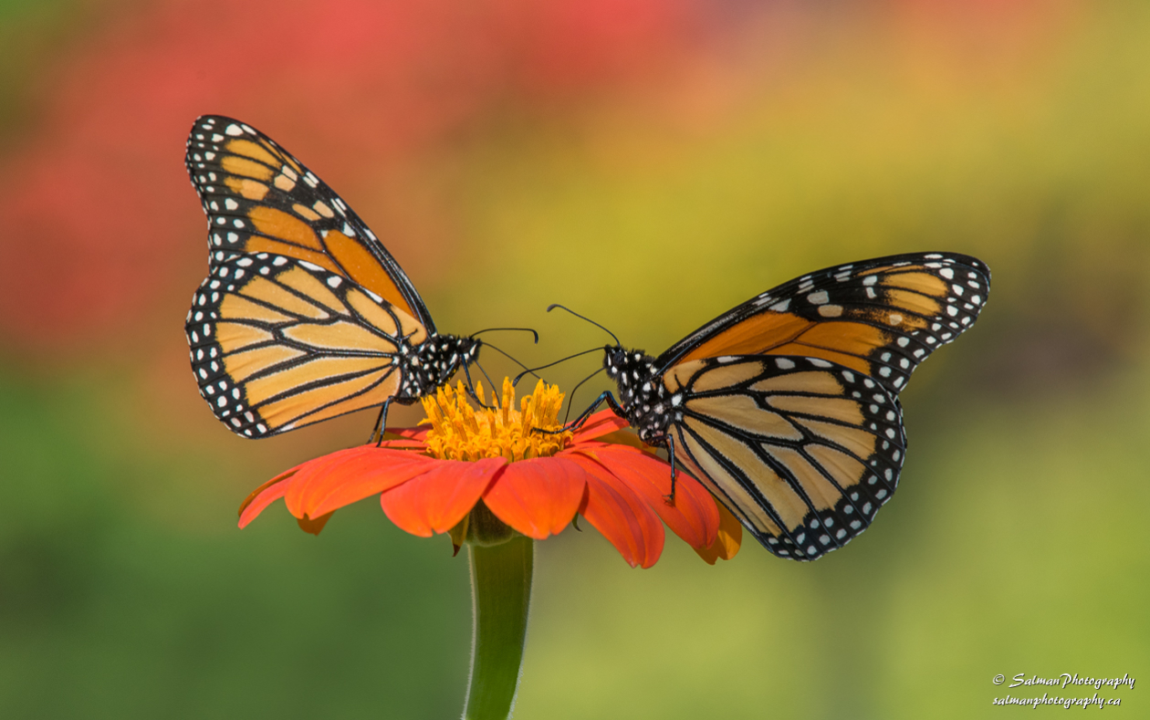 Monarch butterfly (1)