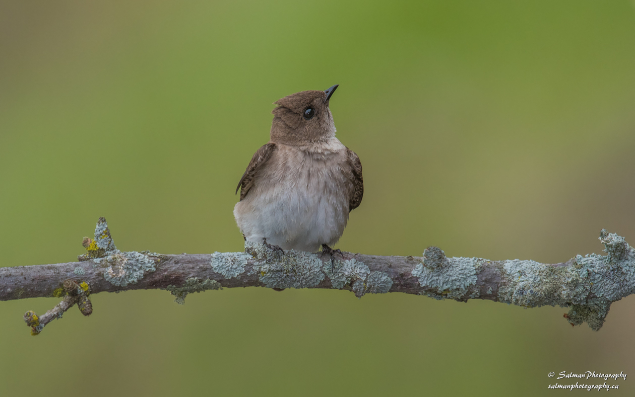 Northern rough-winged Swallow (3)