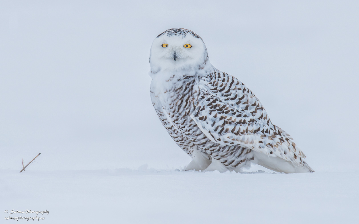Snowy Owl (2)