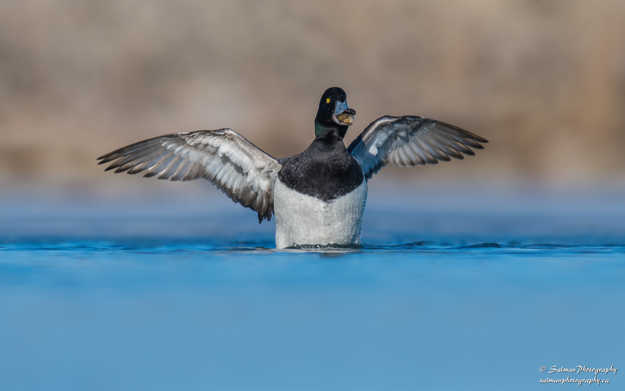 Greater Scaup (12)