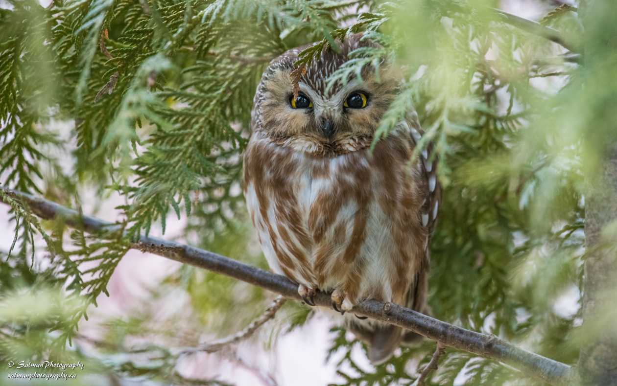 Northern saw-whet owl (1)